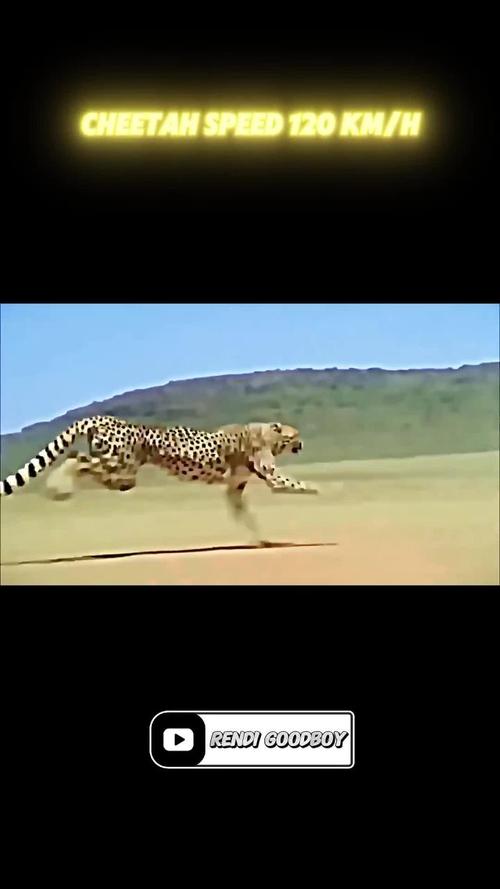 世界上速度最快的动物 世界上速度最快的10种动物